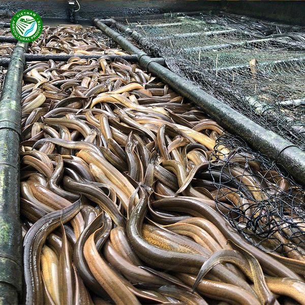 Eel Fish Live Frozen 100% Export Quality Cheap Price - High Quality Frozen Eel