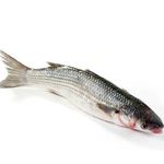 Germany Supplier's Whole Wild Black Sea Bass Fresh & Frozen Fish at Wholesale Price with Fast Shipping